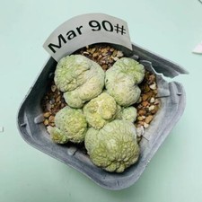 Multi Heads Rare plant