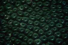 752075 Hard Coral Favia Maldives A4 Photo Texture Print