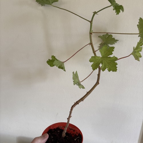 Large scented leaves geranium - large,