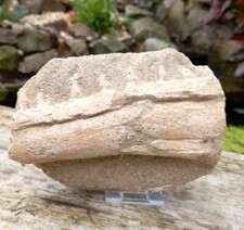 FOSSIL MOSASAUR JAW HALISAURUS