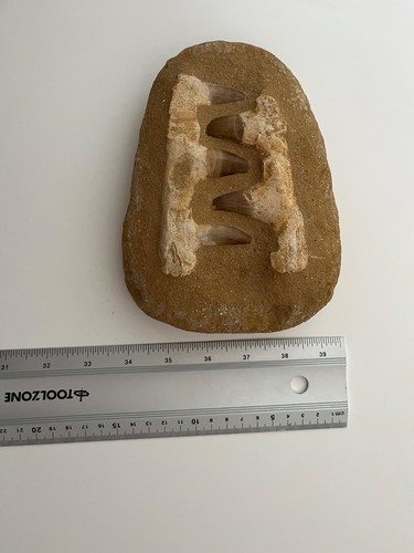 Dinosaur tooth jaw - dinosaur, fossil