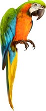 Parrot Birds Kids Nursery