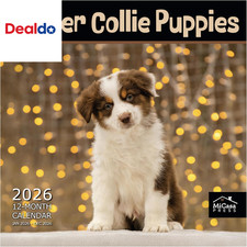 Border Collie Puppies 2026