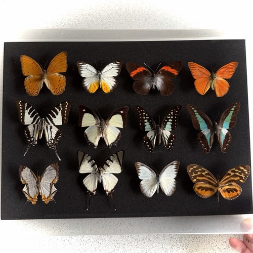 Entomology butterfly specimen - butterfly,