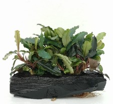 Bucephalandra ON WOOD bogwood
