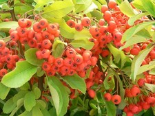 Pyracantha Mohave Firethorn
