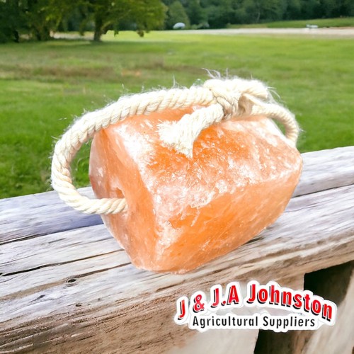 Himalayan salt lick horses - salt,