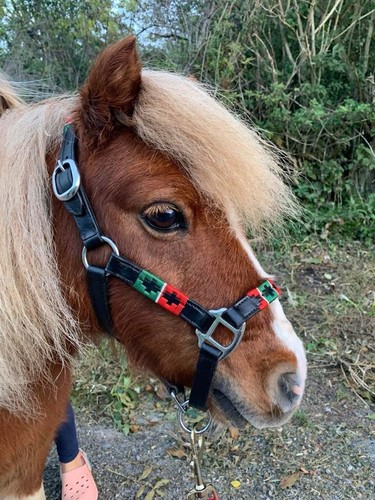 Clearance mini shetland halter - clearance,