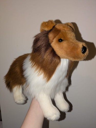 Douglas whispy sheltie dog - douglas,
