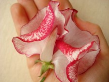 GIANT SWEET PEA SEEDS XXL SIZE FLOWERS OVER 5CM MIX OF COLOURS