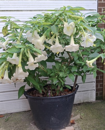 White brugmansia fast - 🌼,