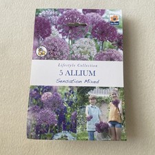 Giant Allium Purple Sensation