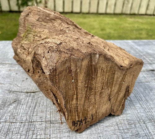 Laburnum log 7kg woodturning - 1.7kg,