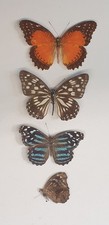Butterflies Insect specimen