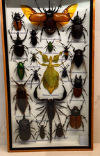 Entomology Insect collection