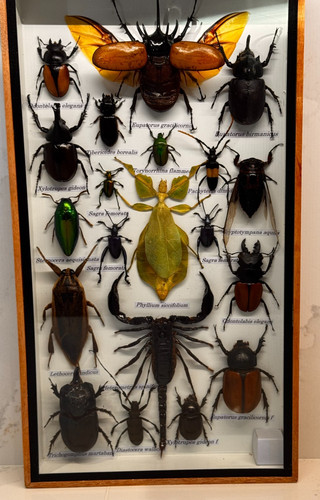 Entomology insect collection - insect,