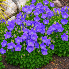 50 Rockery Garden Blue