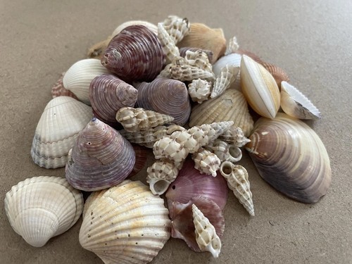 Mixed sea shell - mixed, bag