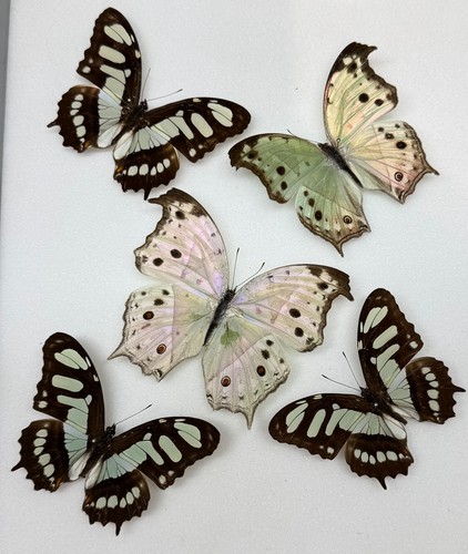 Real butterfly specimens - real,
