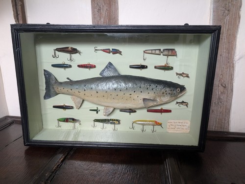 Taxidermy fish cased - taxidermy, a