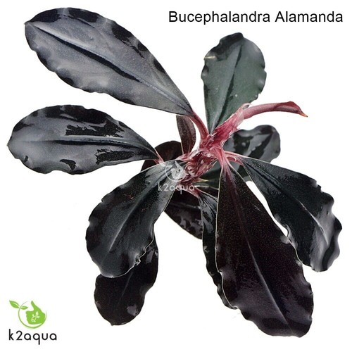 Bucephalandra species live - bucephalandra,