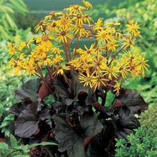 LIGULARIA DENTATA MIDNIGHT LADY LEOPARD PLANT BUTTERFLIES BEES PERENNIAL PLANT