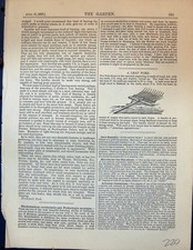 Original Old Antique Print