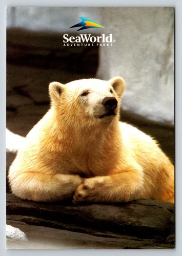 Seaworld polar bear postcard - polar,