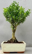 'Broom Style' Buxus Bonsai Tree in 15cm Ceramic Pot