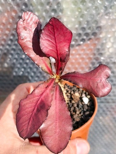 Euphorbia francoisii - francoisii,