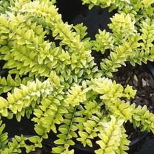 Lonicera Golden Glow Shrubby