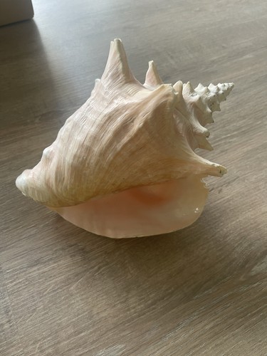 Large conch shell sea real - shell,
