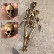 1/6 Scale Human Beings