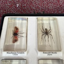 Real Insect Specimen Bugs in