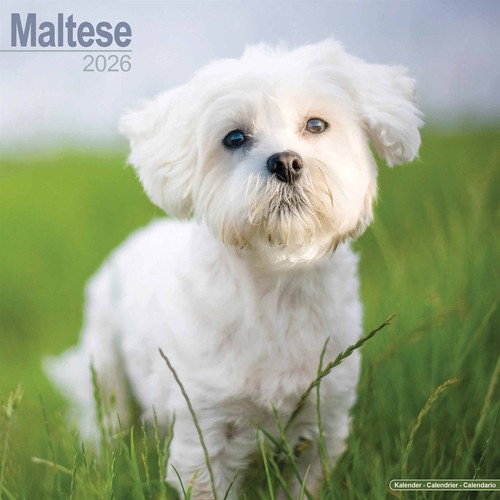 Maltese calendar 2026 wall - calendar, 2026,
