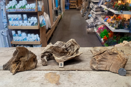 Nano derwen oak - oak, bogwood