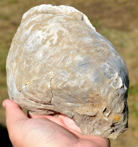 Fossil oyster gryphaea - oyster,