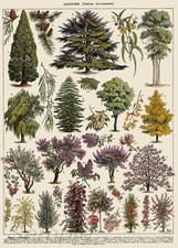 VINTAGE TREE CHART BOTANICAL