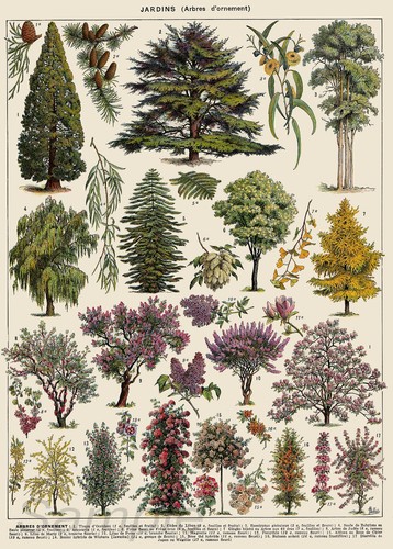 Vintage tree chart botanical - vintage,