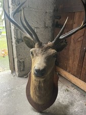 Large Stags Head Taxidermy With 9 Point Antlers See Photos