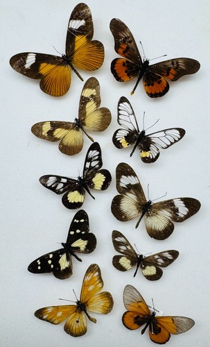Real butterfly acraea - real,