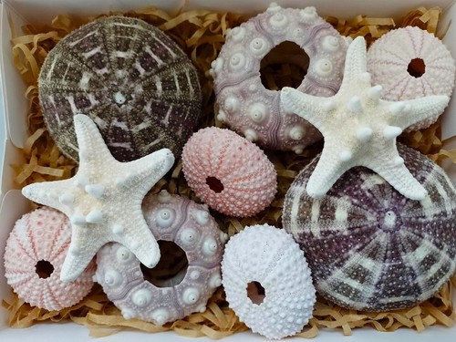 Real sea urchins - real,