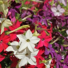 Nicotiana mini plug plants