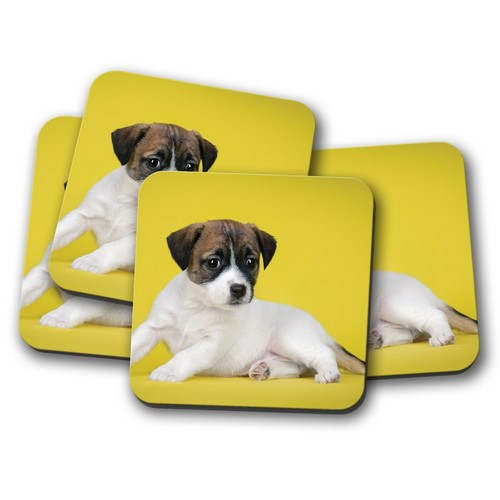 Set jack russell terrier - russell,