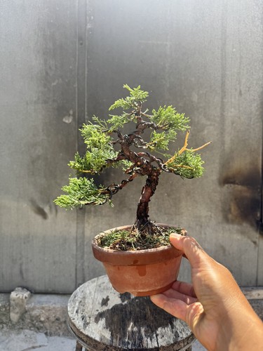 Imported japanese sargentii - imported,