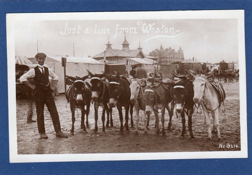 Just line donkeys sands - line,