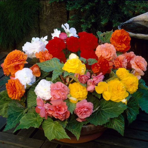 Exotic giant begonia - exotic,