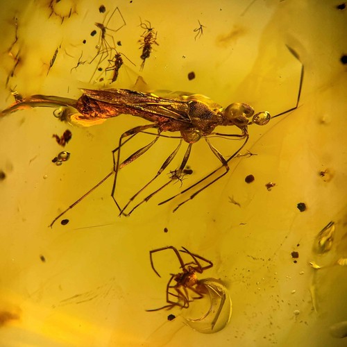 Unknown bug predatory - unknown,
