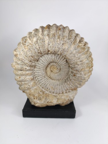 Large fossil mantelliceras