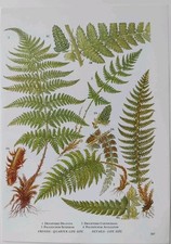 Botanical Print Fern Plants